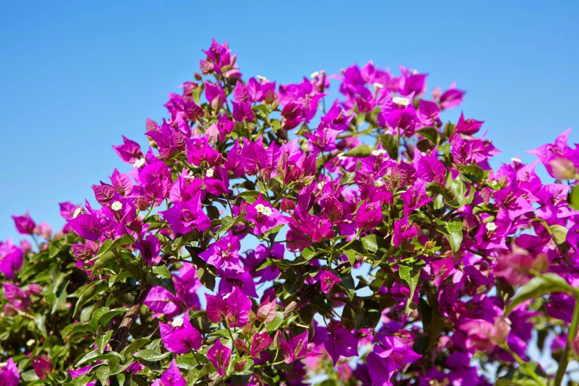 imagini hotel BODRUM HOLIDAY RESORT